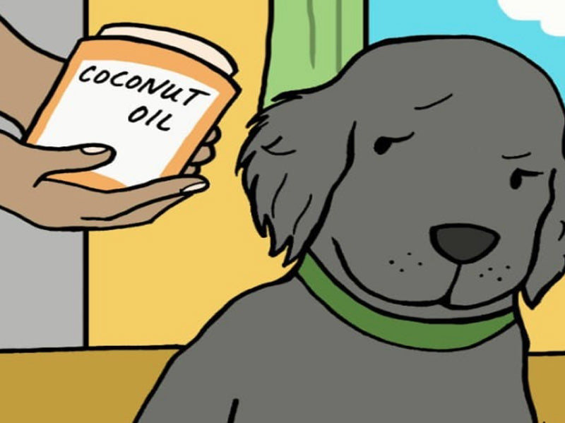 Coconut oil to hot sale clean dog's eyes