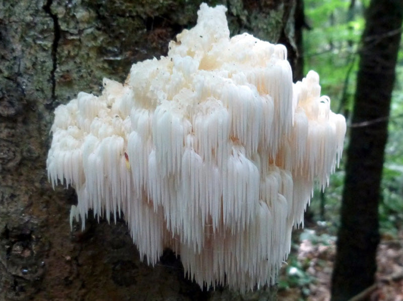 Lion's Mane for the Brain!