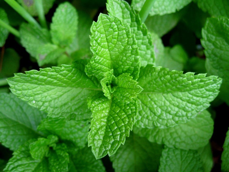 Ayurvedic Mint Chutney