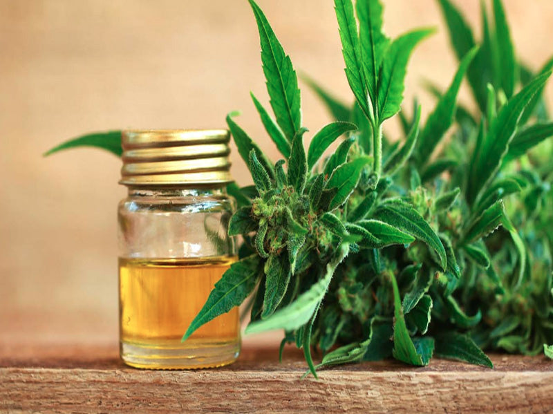 CBD vs. THC: What Are the Differences? Which Is Better for You?
