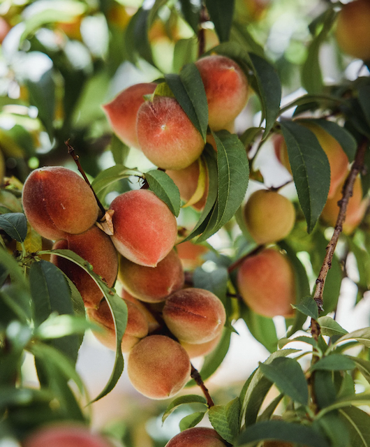 Peach Raita Recipe – ChocolaTree Organic Oasis