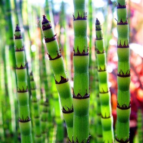 Chanchka Horsetail